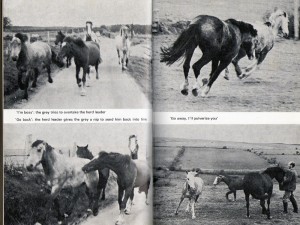 It's full of annotated little story boards, and Henry's horse language dictionary